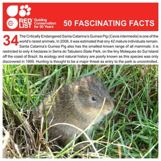 The Critically Endangered Santa Catarina’s Guinea Pig (Cavia intermedia) is one of the
world’s rarest animals. In 2008, it was estimated that ony 42 mature individuals remain.
Santa Catarina’s Guinea Pig also has the smallest known range of all mammals: it is
restricted to only 4 hectares in Serra do Tabuleiro State Park, on the tiny Moleques do Sul Island
off the coast of Brazil. Its ecology and natural history are poorly known as this species was only
discovered in 1999. Hunting is thought to be a major threat as entry to the park is uncontrolled.
34
50 FASCINATING FACTS
©CarlosH.Salvador
 