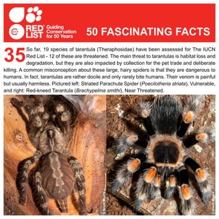 So far, 19 species of tarantula (Theraphosidae) have been assessed for The IUCN
Red List - 12 of these are threatened. The main threat to tarantulas is habitat loss and
degradation, but they are also impacted by collection for the pet trade and deliberate
killing. A common misconception about these large, hairy spiders is that they are dangerous to
humans. In fact, tarantulas are rather docile and only rarely bite humans. Their venom is painful
but usually harmless. Pictured left: Striated Parachute Spider (Poecilotheria striata), Vulnerable,
and right: Red-kneed Tarantula (Brachypelma smithi), Near Threatened.
35
50 FASCINATING FACTS
©BrentMoore
©BrentMoore
 