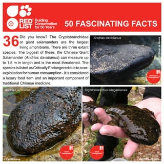 Did you know? The Cryptobranchidae
or giant salamanders are the largest
living amphibians. There are three extant
species. The biggest of these, the Chinese Giant
Salamander (Andrias davidianus) can measure up
to 1.8 m in length and is the most threatened. The
speciesislistedasCriticallyEndangeredduetoover-
exploitation for human consumption - it is considered
a luxury food item and an important component of
traditional Chinese medicine.
36
50 FASCINATING FACTS
© USFWS; Jill Utrup
Cryptobranchus alleganiensisAndrias japonicus
Andrias davidianus
© Paul Williams ©SilvaindeMunck
 