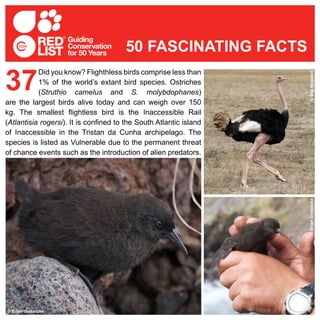 Did you know? Flighthless birds comprise less than
1% of the world’s extant bird species. Ostriches
(Struthio camelus and S. molybdophanes)
are the largest birds alive today and can weigh over 150
kg. The smallest flightless bird is the Inaccessible Rail
(Atlantisia rogersi). It is confined to the South Atlantic island
of Inaccessible in the Tristan da Cunha archipelago. The
species is listed as Vulnerable due to the permanent threat
of chance events such as the introduction of alien predators.
37
50 FASCINATING FACTS
© USFWS; Jill Utrup© Brian Gratwicke ©BrianGratwicke©StigNygaard
 