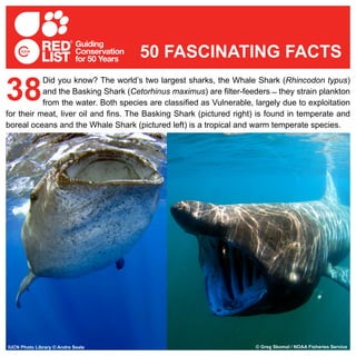 Did you know? The world’s two largest sharks, the Whale Shark (Rhincodon typus)
and the Basking Shark (Cetorhinus maximus) are filter-feeders ̶ they strain plankton
from the water. Both species are classified as Vulnerable, largely due to exploitation
for their meat, liver oil and fins. The Basking Shark (pictured right) is found in temperate and
boreal oceans and the Whale Shark (pictured left) is a tropical and warm temperate species.
38
50 FASCINATING FACTS
IUCN Photo Library © Andre Seale © Greg Skomal / NOAA Fisheries Service
 