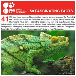 184 chameleon species (Chamelionidae) have so far been assessed for The IUCN
Red List and 66 of these are threatened with extinction, largely due to deforestation.
Chameleons have some fascinating adaptations, including zygodactylous feet,
independently mobile pinhole eyes, prehensile tails, long, projectile tongues, and the ability to
change colour. The majority of chameleons live in mainland sub-SaharanAfrica and Madagascar.
Pictured is Parson’s Chameleon (Calumma parsonii), listed as Near Threatened.
41
50 FASCINATING FACTS
© Sibylle Stofer CC BY-NC-SA 2.0
 