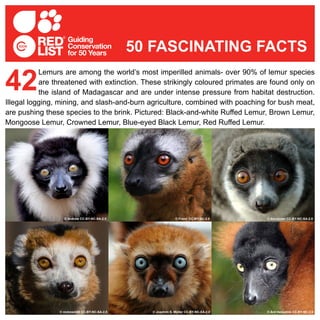 Lemurs are among the world’s most imperilled animals- over 90% of lemur species
are threatened with extinction. These strikingly coloured primates are found only on
the island of Madagascar and are under intense pressure from habitat destruction.
Illegal logging, mining, and slash-and-burn agriculture, combined with poaching for bush meat,
are pushing these species to the brink. Pictured: Black-and-white Ruffed Lemur, Brown Lemur,
Mongoose Lemur, Crowned Lemur, Blue-eyed Black Lemur, Red Ruffed Lemur.
42
50 FASCINATING FACTS
© Andrew CC-BY-NC-SA-2.0 © Franx’ CC-BY-NC-2.0 © Alexander CC-BY-NC-SA-2.0
© nicknack68 CC-BY-NC-SA-2.0 © Joachim S. Müller CC-BY-NC-SA-2.0 © Ard Hesselink CC-BY-NC-2.0
 