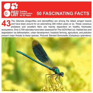The Odonata (dragonflies and damselflies) are among the oldest winged insects
and have been around for an astonishing 300 million years or so. These voracious
predators and excellent fliers are heavily dependent on healthy freshwater
ecosystems. Over 2,700 odonates have been assessed for The IUCN Red List. Habitat loss and
degradation via deforestation, urban development, livestock farming, agriculture, and pollution
present major threats to these species. Pictured: Banded Demoiselle (Calopteryx splendens).
43
50 FASCINATING FACTS
© novofotoo CC BY-NC 2.0
 