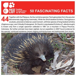 Together with the Platypus, the four echidna species (Tachyglossidae) form the peculiar
Monotremata (egg-laying mammals). While the Short-beaked Echidna (Tachyglossus
aculeata, pictured) is listed as Least Concern, all three species of long-beaked echidna
(Zaglossus spp.) are Critically Endangered. Sir David’s Long-beaked Echidna (Z. attenboroughi)
is known only from a single specimen collected in 1961 on a mountain in Papua Province,
Indonesia. No further animals have been sighted, but an expedition in 2007 found evidence for
the species’ continued existence (recent digging activity/burrows and testimonials from locals).
44
50 FASCINATING FACTS
© Peter Ostergaard CC BY-NC 2.0
 
