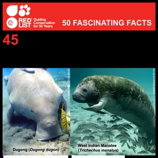 All four extant species in the order Sirenia (manatees and dugongs) are classified as
Vulnerable on The IUCN Red List. A fifth species, Steller’s Sea Cow (Hydrodamalis
gigas), is listed as Extinct - it was hunted to extinction in the 18th century. Unfortunately,
some of the remaining sirenians are also hunted, and habitat alteration and degradation such
as pollution, dam construction, and boat traffic pose significant threats to all remaining species.
The name Sirenia or ‘sirens’ stems from Greek mythology - according to legend, the animals
were discovered by lonely sailors who mistook them for mermaids!
45
50 FASCINATING FACTS
©KeithRamosCCBY2.0
©JulienWillemCCBY-SA3.0
Dugong (Dugong dugon)
West Indian Manatee
(Trichechus manatus)
 