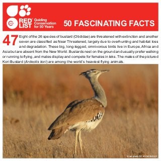 Eight of the 26 species of bustard (Otididae) are threatened with extinction and another
seven are classified as Near Threatened, largely due to overhunting and habitat loss
and degradation. These big, long-legged, omnivorous birds live in Europe, Africa and
Asia but are absent from the New World. Bustards nest on the ground and usually prefer walking
or running to flying, and males display and compete for females in leks. The males of the pictured
Kori Bustard (Ardeotis kori) are among the world’s heaviest flying animals.
47
50 FASCINATING FACTS
© Ian White CC BY-NC-SA 2.0
 