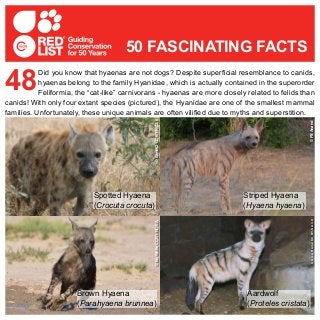 Did you know that hyaenas are not dogs? Despite superficial resemblance to canids,
hyaenas belong to the family Hyanidae, which is actually contained in the superorder
Feliformia, the “cat-like” carnivorans - hyaenas are more closely related to felids than
canids! With only four extant species (pictured), the Hyanidae are one of the smallest mammal
families. Unfortunately, these unique animals are often vilified due to myths and superstition.
48
50 FASCINATING FACTS
© PS Anand
©PSAnand
©Gimli62CCBY-NC2.0
Brown Hyaena
(Parahyaena brunnea)
©IanWhiteCCBY-NC-SA
©GregHumeCCBY-SA3.0
Aardwolf
(Proteles cristata)
Spotted Hyaena
(Crocuta crocuta)
Striped Hyaena
(Hyaena hyaena)
 