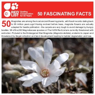 Magnolias are among the most ancient flowering plants, with fossil records dating back
to 95 million years ago! Having evolved before bees, magnolia flowers are actually
adapted for beetle pollination - the carpels are very tough to avoid damage by hungry
beetles. 98 of the 230 Magnoliaceae species on The IUCN Red List are currently threatened with
extinction. Pictured is the Endangered Star Magnolia (Magnolia stellata), endemic to Japan and
threatened by illegal collection and land development leading to habitat degradation and loss.
50
50 FASCINATING FACTS
©NatalieTapsonCCBY-NC-SA
 