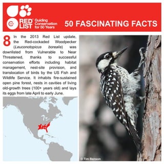 In the 2013 Red List update,
the Red-cockaded Woodpecker
(Leuconotopicus borealis) was
downlisted from Vulnerable to Near
Threatened, thanks to successful
conservation efforts including habitat
management, nest-site provision, and
translocation of birds by the US Fish and
Wildlife Service. It inhabits fire-sustained
open pine forest, nests in cavities of living
old-growth trees (100+ years old) and lays
its eggs from late April to early June.
8
50 FASCINATING FACTS
© Tim Benson
 