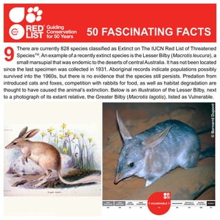 There are currently 828 species classified as Extinct on The IUCN Red List of Threatened
SpeciesTM
.An example of a recently extinct species is the Lesser Bilby (Macrotis leucura), a
small marsupial that was endemic to the deserts of centralAustralia. It has not been located
since the last specimen was collected in 1931. Aboriginal records indicate populations possibly
survived into the 1960s, but there is no evidence that the species still persists. Predation from
introduced cats and foxes, competition with rabbits for food, as well as habitat degradation are
thought to have caused the animal’s extinction. Below is an illustration of the Lesser Bilby, next
to a photograph of its extant relative, the Greater Bilby (Macrotis lagotis), listed as Vulnerable.
9
50 FASCINATING FACTS
© R. Hucke-Gaete (CBA UACH)
 
