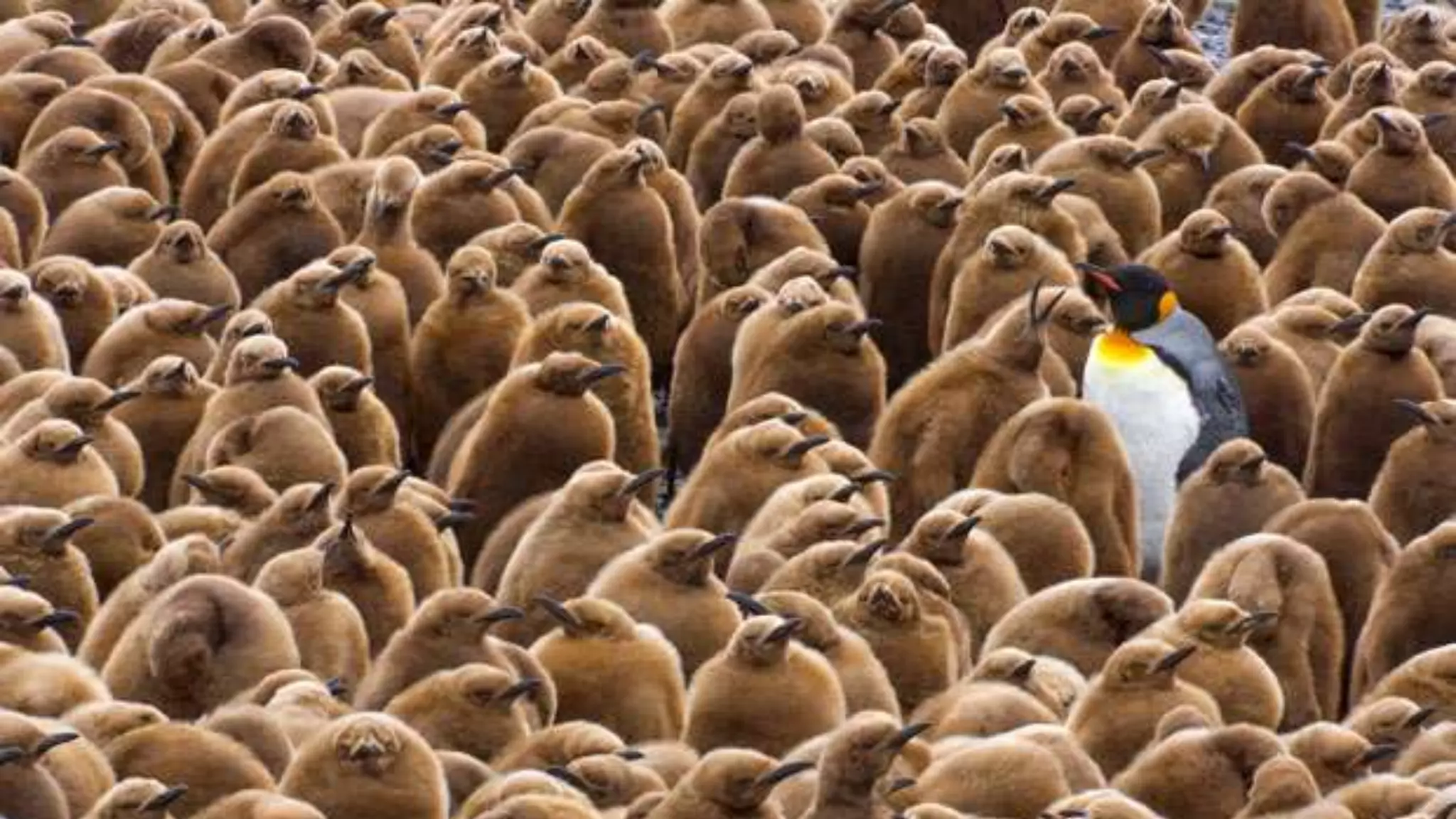 Integrity
• Madelon’s pasje
• Real world vs World of Databases
• Relax!
• Anomaly detection
50 Shades of Data 31
 