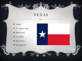 TEXAS

 Austin

 2nd Largest State

 Bluebonnet

 Armadillo

 Tree: Pecan

 Mocking bird
 