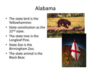 Alabama
• The state bird is the
  Yellowhammer.
• State constitution as the
  22nd state.
• The state tree is the
  Longleaf Pine.
• State Zoo is the
  Birmingham Zoo.
• The state animal is the
  Black Bear.
 