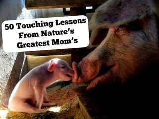50 Touching Lessons From Nature's Greatest Moms
