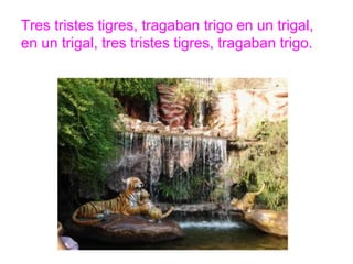 Tres tristes tigres, tragaban trigo en un trigal, en un trigal,
tres tristes tigres, tragaban trigo.
www.padresenlaescuela.com
 