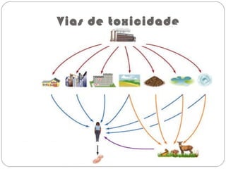 Vias de toxicidade
 