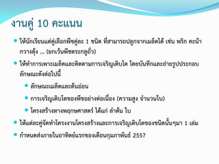 งานคู่ 10 คะแนน
 ให้นักเรียนแต่คู่เลือกพืชคู่ละ 1 ชนิด ที่สามารถปลูกจากเมล็ดได้ เช่น พริก คะน้า
กวางตุ้ง ... (ยกเว้นพืชตระกลูถั่ว)
 ให้ทาการเพาะเมล็ดและติดตามการเจริญเติบโต โดยบันทึกและถ่ายรูปประกอบ
ลักษณะดังต่อไปนี้
 ลักษณะเมล็ดและต้นอ่อน
 การเจริญเติบโตของพืชอย่างต่อเนื่อง (ความสูง จานวนใบ)
 โครงสร้างทางพฤกษศาสตร์ ได้แก่ ลาต้น ใบ
 ให้แต่ละคู่จัดทาโครงงานโครงสร้างและการเจริญเติบโตของชนิดนั้นๆมา 1 เล่ม
 กาหนดส่งภายในอาทิตย์แรกของเดือนกุมภาพันธ์ 2557
 