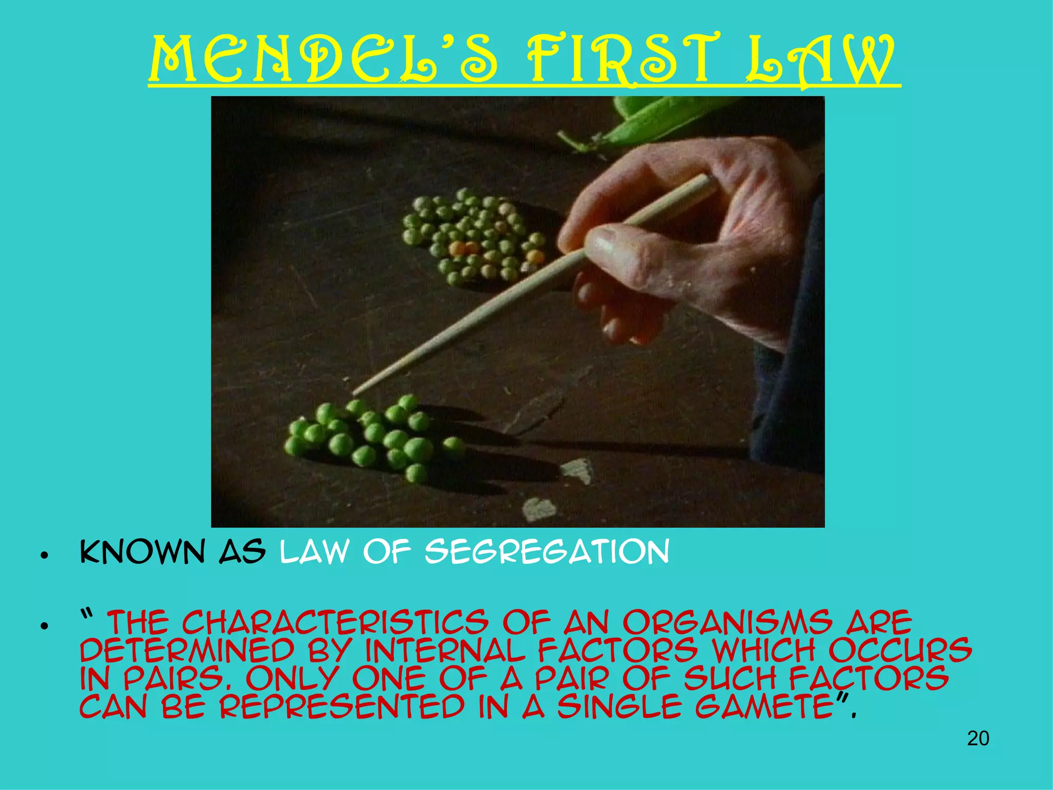 MENDEL’S FIRST LAW




• Known as Law of Segregation

• “ The characteristics of an organisms are
  determined by internal factors which occurs
  in pairs. Only one of a pair of such factors
  can be represented in a single gamete”.
                                             20
 