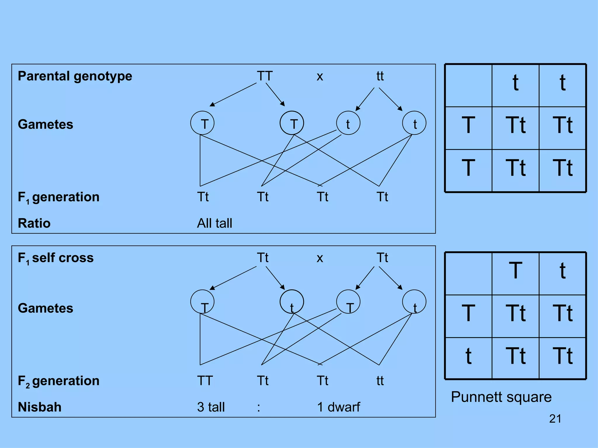 Parental genotype              TT       x         tt
                                                                   t        t
Gametes             T               T        t         t    T     Tt        Tt
                                                            T     Tt        Tt
F1 generation       Tt         Tt       Tt        Tt
Ratio               All tall

F1 self cross                  Tt       x         Tt
                                                                  T         t
Gametes             T               t        T         t
                                                            T     Tt        Tt
                                                            t     Tt        Tt
F2 generation       TT         Tt       Tt        tt
                                                           Punnett square
Nisbah              3 tall     :        1 dwarf
                                                                        21
 