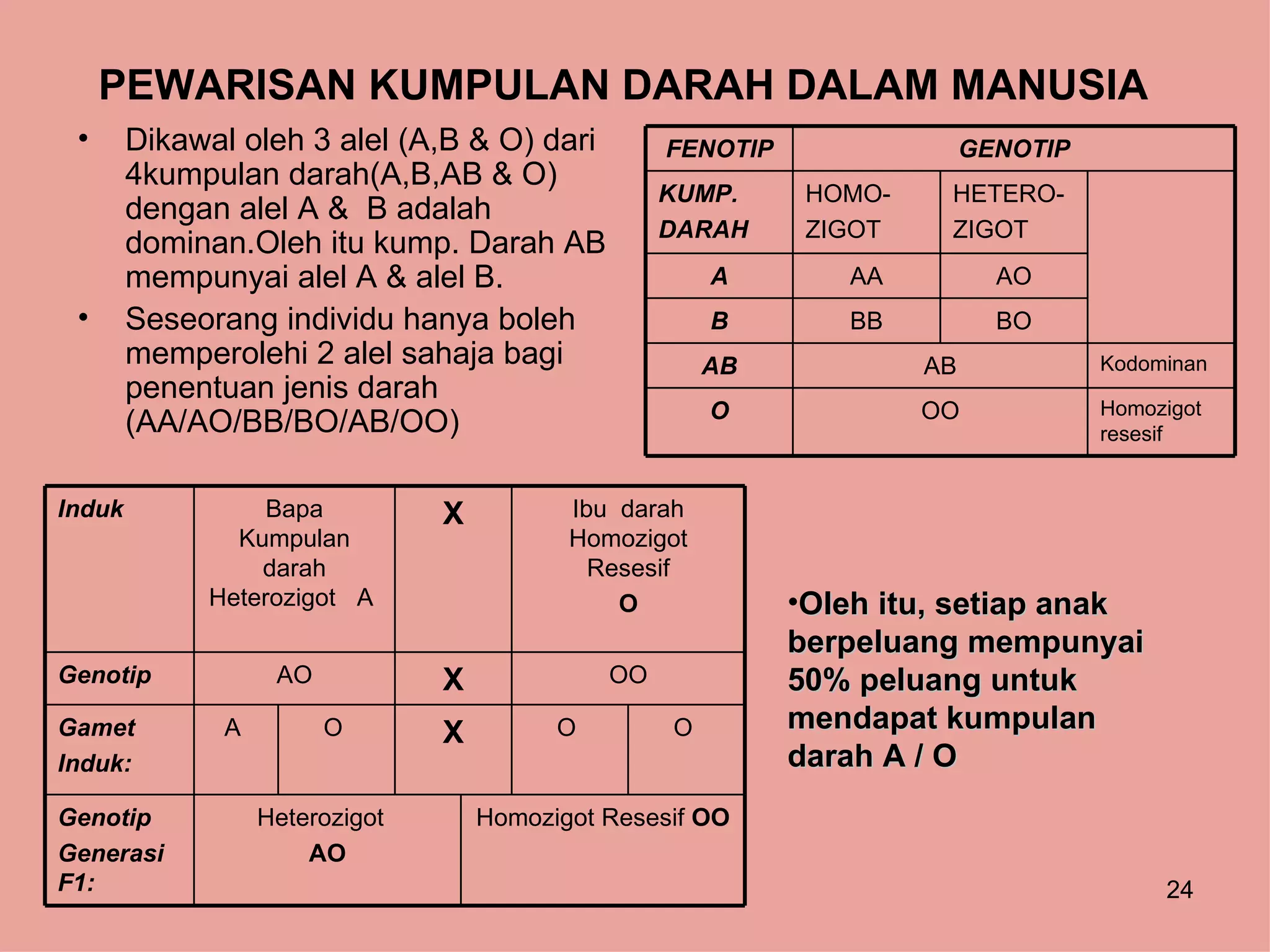 PEWARISAN KUMPULAN DARAH DALAM MANUSIA
 •      Dikawal oleh 3 alel (A,B & O) dari          FENOTIP                 GENOTIP
        4kumpulan darah(A,B,AB & O)
                                                    KUMP.      HOMO-    HETERO-
        dengan alel A & B adalah
                                                    DARAH      ZIGOT    ZIGOT
        dominan.Oleh itu kump. Darah AB
        mempunyai alel A & alel B.                      A        AA           AO
 •      Seseorang individu hanya boleh                  B        BB           BO
        memperolehi 2 alel sahaja bagi                  AB             AB             Kodominan
        penentuan jenis darah
                                                        O              OO             Homozigot
        (AA/AO/BB/BO/AB/OO)                                                           resesif


Induk             Bapa           X          Ibu darah
               Kumpulan                     Homozigot
                 darah                        Resesif
             Heterozigot A                      O             •Oleh itu, setiap anak
                                                              berpeluang mempunyai
Genotip             AO           X             OO             50% peluang untuk
Gamet          A         O       X         O        O         mendapat kumpulan
Induk:                                                        darah A / O
Genotip            Heterozigot       Homozigot Resesif OO
Generasi               AO
F1:                                                                                        24
 