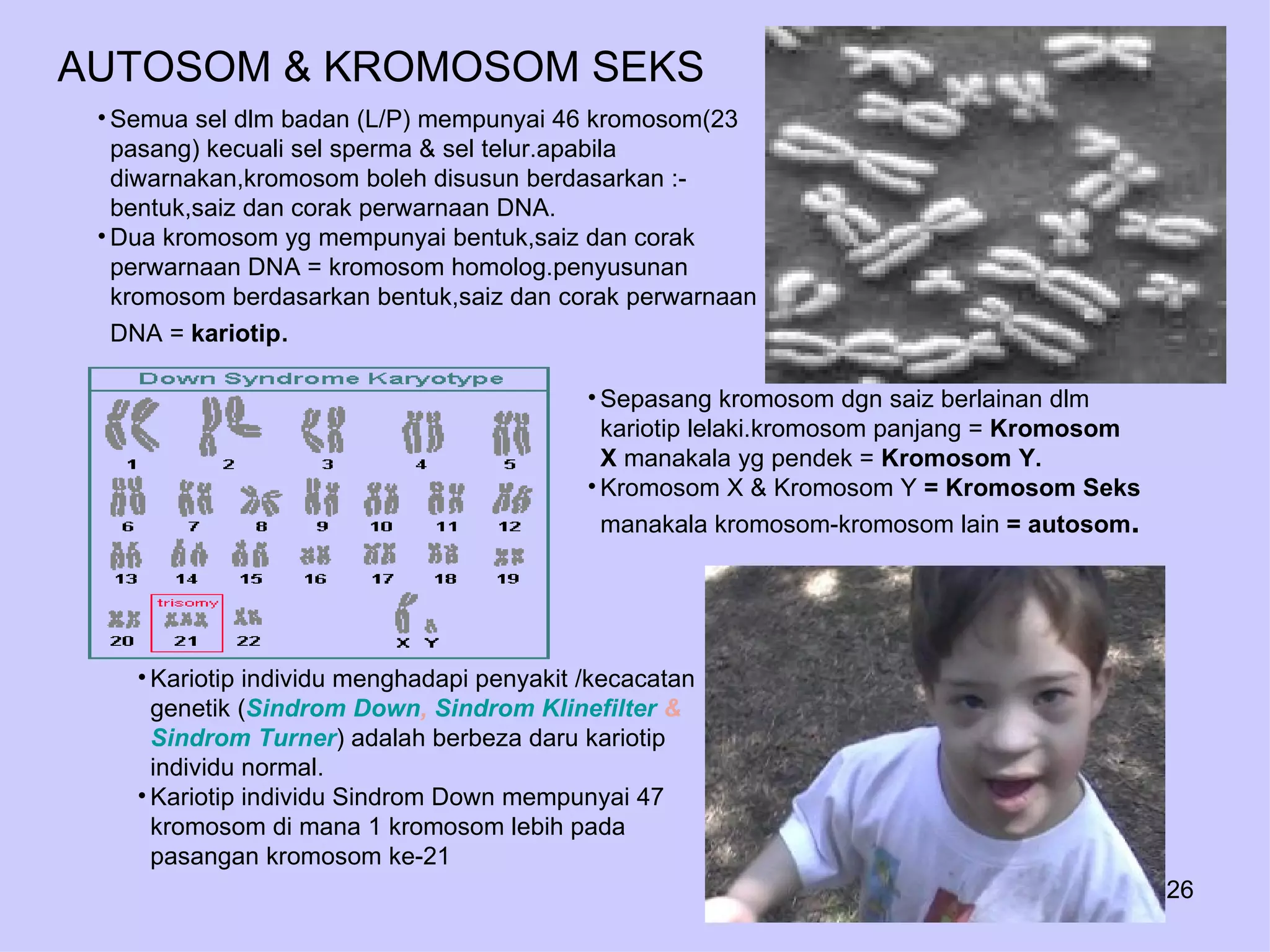 AUTOSOM & KROMOSOM SEKS
 • Semua sel dlm badan (L/P) mempunyai 46 kromosom(23
   pasang) kecuali sel sperma & sel telur.apabila
   diwarnakan,kromosom boleh disusun berdasarkan :-
   bentuk,saiz dan corak perwarnaan DNA.
 • Dua kromosom yg mempunyai bentuk,saiz dan corak
   perwarnaan DNA = kromosom homolog.penyusunan
   kromosom berdasarkan bentuk,saiz dan corak perwarnaan
   DNA = kariotip.

                                            • Sepasang kromosom dgn saiz berlainan dlm
                                              kariotip lelaki.kromosom panjang = Kromosom
                                              X manakala yg pendek = Kromosom Y.
                                            • Kromosom X & Kromosom Y = Kromosom Seks
                                              manakala kromosom-kromosom lain = autosom.




    • Kariotip individu menghadapi penyakit /kecacatan
      genetik (Sindrom Down, Sindrom Klinefilter &
      Sindrom Turner) adalah berbeza daru kariotip
      individu normal.
    • Kariotip individu Sindrom Down mempunyai 47
      kromosom di mana 1 kromosom lebih pada
      pasangan kromosom ke-21
                                                                                            26
 