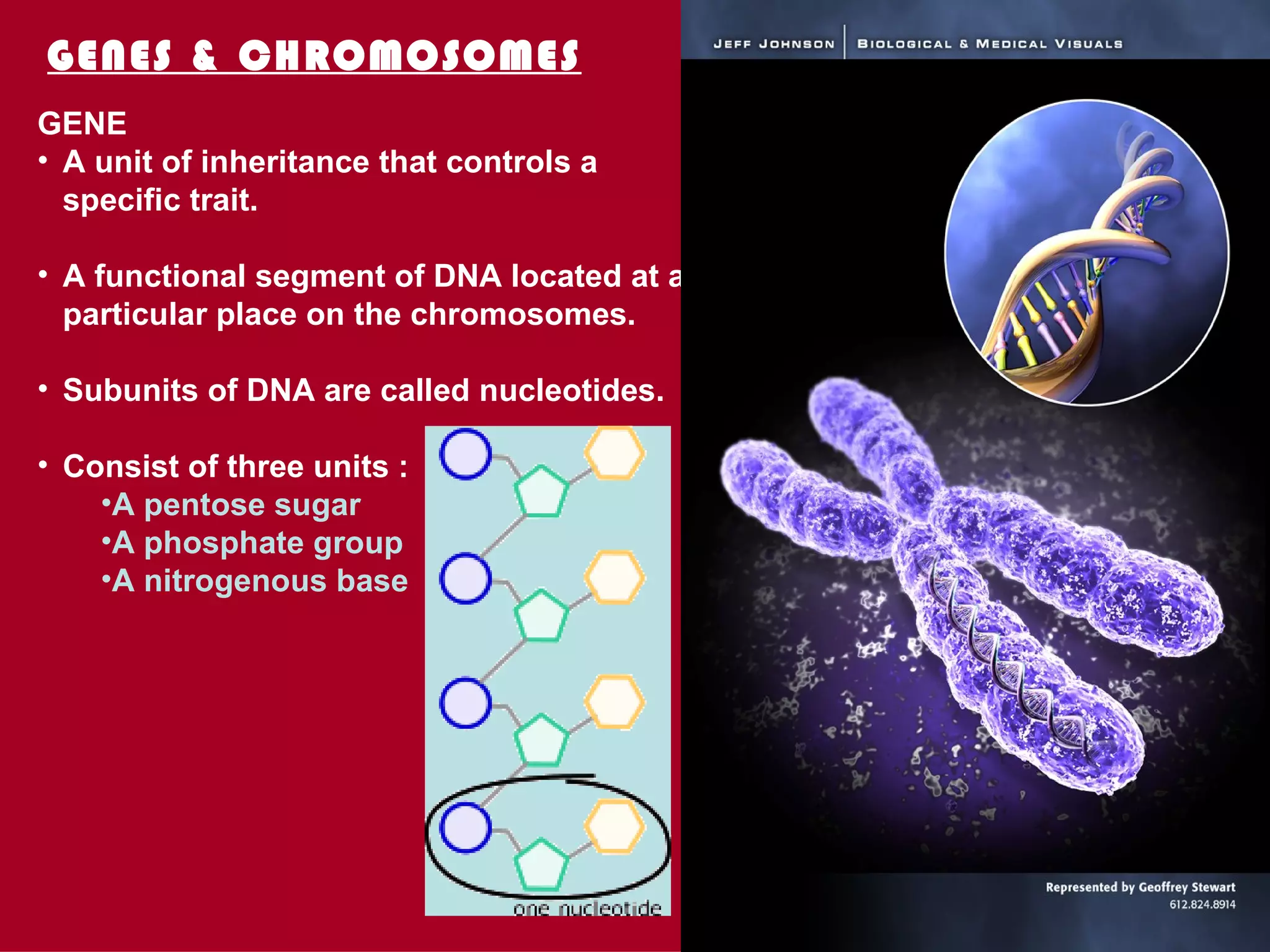 GENES & CHROMOSOMES
GENE
• A unit of inheritance that controls a
  specific trait.

• A functional segment of DNA located at a
  particular place on the chromosomes.

• Subunits of DNA are called nucleotides.

• Consist of three units :
    •A pentose sugar
    •A phosphate group
    •A nitrogenous base




                                             29
 