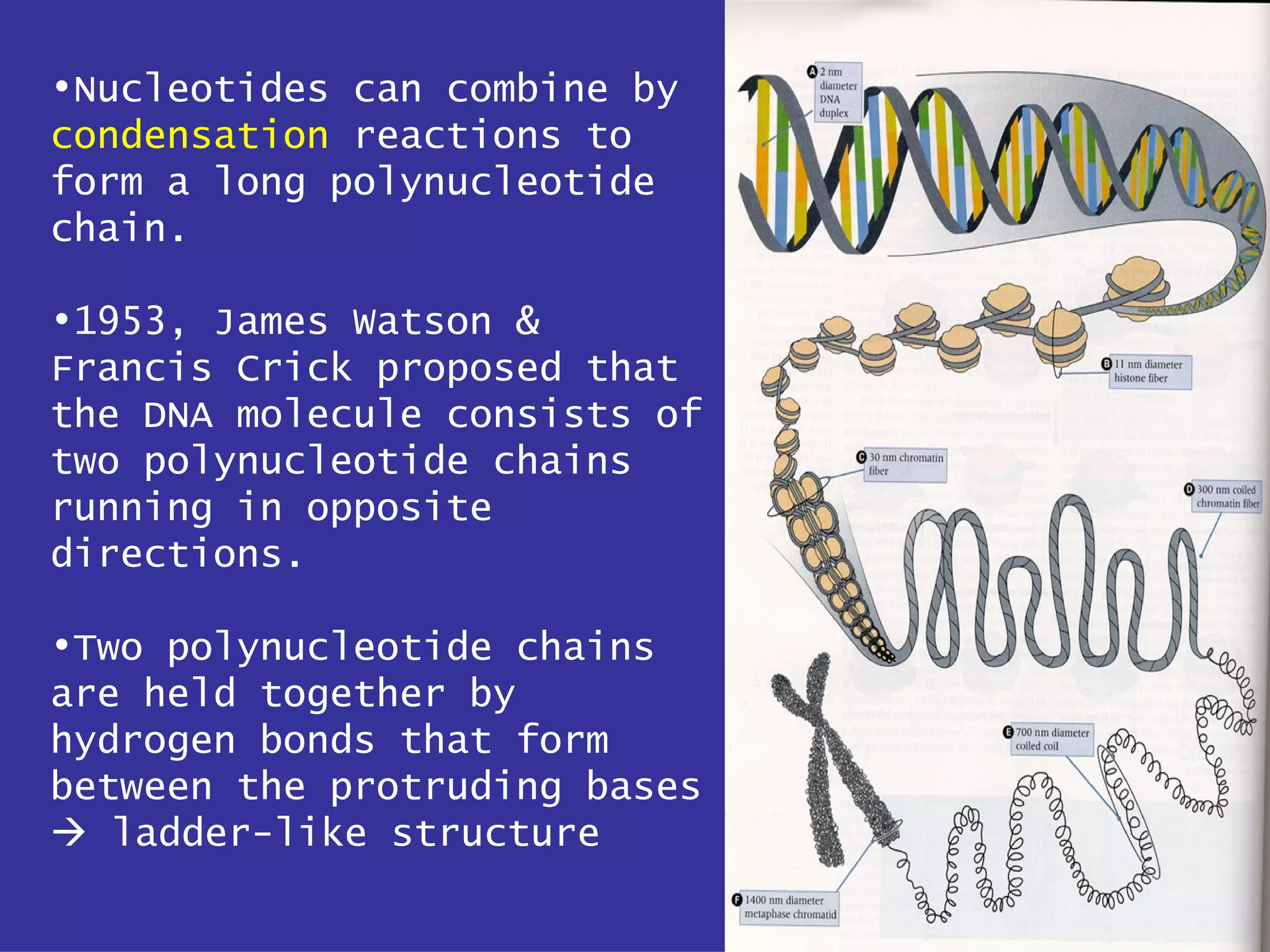 •Nucleotides can combine by
condensation reactions to
form a long polynucleotide
chain.

•1953, James Watson &
Francis Crick proposed that
the DNA molecule consists of
two polynucleotide chains
running in opposite
directions.

•Two polynucleotide chains
are held together by
hydrogen bonds that form
between the protruding bases
 ladder-like structure
                               30
 