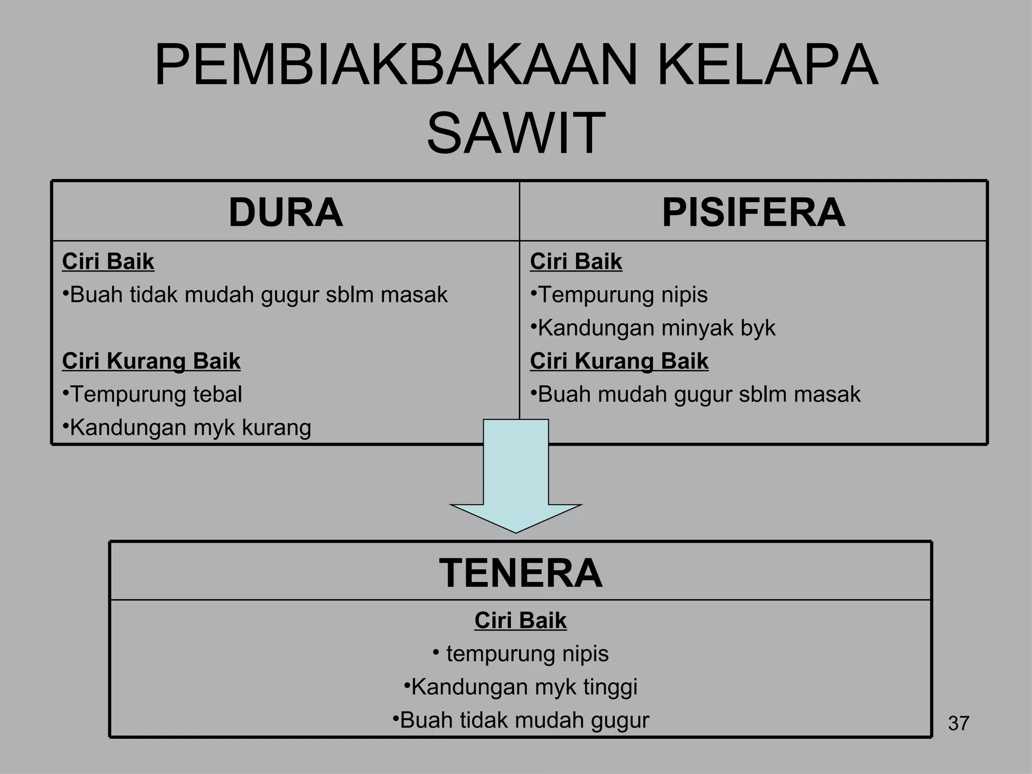 PEMBIAKBAKAAN KELAPA
               SAWIT
              DURA                                     PISIFERA
Ciri Baik                                Ciri Baik
•Buah tidak mudah gugur sblm masak       •Tempurung nipis
                                         •Kandungan minyak byk
Ciri Kurang Baik                         Ciri Kurang Baik
•Tempurung tebal                         •Buah mudah gugur sblm masak
•Kandungan myk kurang




                                 TENERA
                                     Ciri Baik
                                • tempurung nipis
                              •Kandungan myk tinggi
                             •Buah tidak mudah gugur                    37
 