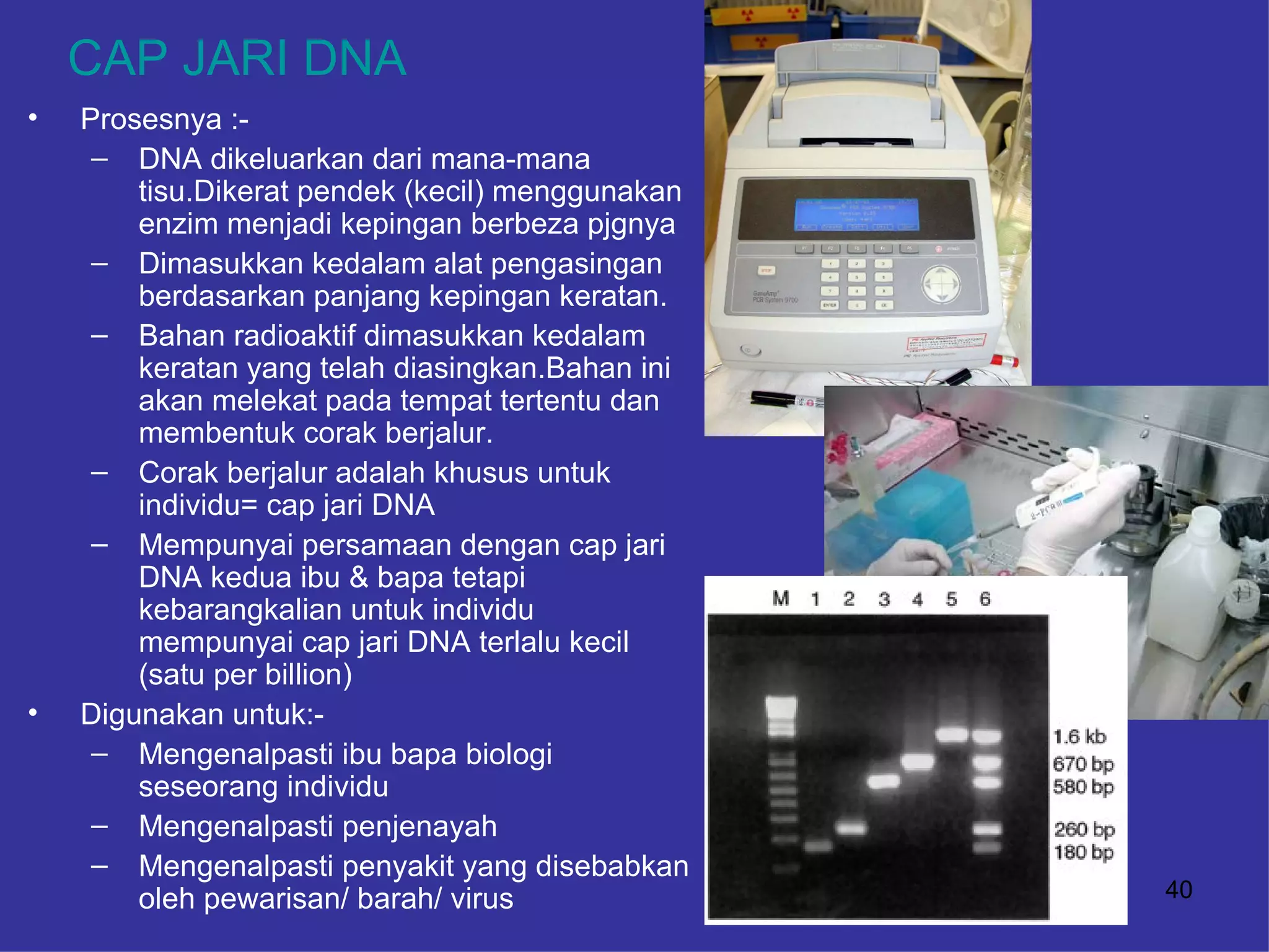 CAP JARI DNA
•   Prosesnya :-
     – DNA dikeluarkan dari mana-mana
        tisu.Dikerat pendek (kecil) menggunakan
        enzim menjadi kepingan berbeza pjgnya
     – Dimasukkan kedalam alat pengasingan
        berdasarkan panjang kepingan keratan.
     – Bahan radioaktif dimasukkan kedalam
        keratan yang telah diasingkan.Bahan ini
        akan melekat pada tempat tertentu dan
        membentuk corak berjalur.
     – Corak berjalur adalah khusus untuk
        individu= cap jari DNA
     – Mempunyai persamaan dengan cap jari
        DNA kedua ibu & bapa tetapi
        kebarangkalian untuk individu
        mempunyai cap jari DNA terlalu kecil
        (satu per billion)
•   Digunakan untuk:-
     – Mengenalpasti ibu bapa biologi
        seseorang individu
     – Mengenalpasti penjenayah
     – Mengenalpasti penyakit yang disebabkan
        oleh pewarisan/ barah/ virus              40
 
