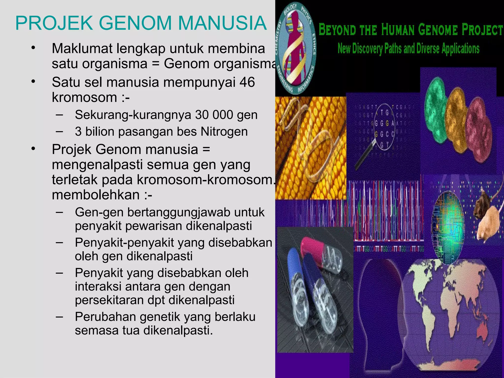 PROJEK GENOM MANUSIA
 •   Maklumat lengkap untuk membina
     satu organisma = Genom organisma.
 •   Satu sel manusia mempunyai 46
     kromosom :-
     – Sekurang-kurangnya 30 000 gen
     – 3 bilion pasangan bes Nitrogen
 •   Projek Genom manusia =
     mengenalpasti semua gen yang
     terletak pada kromosom-kromosom. Ini
     membolehkan :-
     – Gen-gen bertanggungjawab untuk
       penyakit pewarisan dikenalpasti
     – Penyakit-penyakit yang disebabkan
       oleh gen dikenalpasti
     – Penyakit yang disebabkan oleh
       interaksi antara gen dengan
       persekitaran dpt dikenalpasti
     – Perubahan genetik yang berlaku
       semasa tua dikenalpasti.
                                            41
 