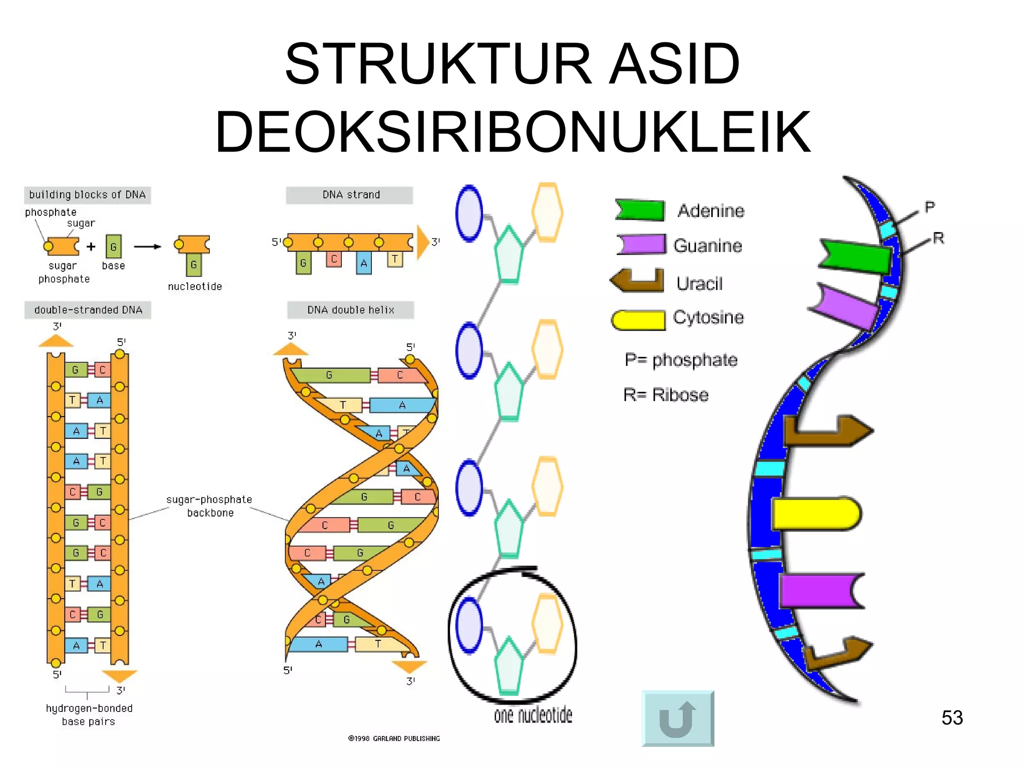 STRUKTUR ASID
DEOKSIRIBONUKLEIK




                    53
 