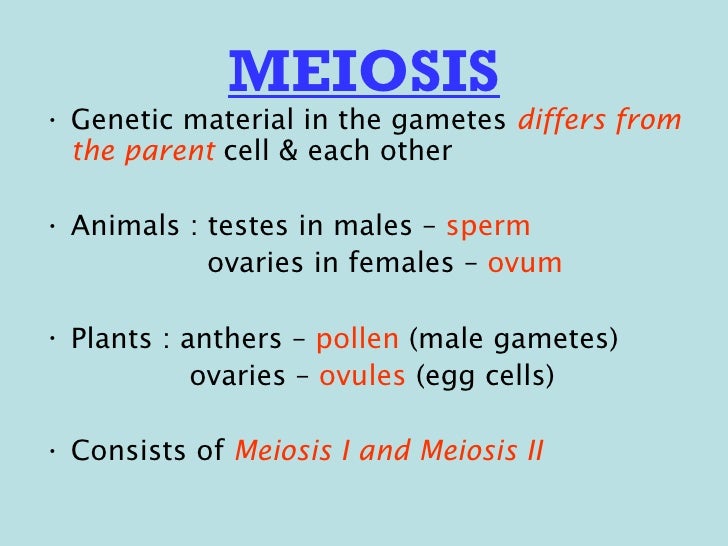 What is the importance of meiosis?