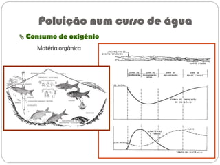  Consumo de oxigénio
Matéria orgânica
Poluição num curso de água
 