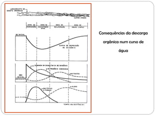 Consequências da descarga
orgânica num curso de
água
 