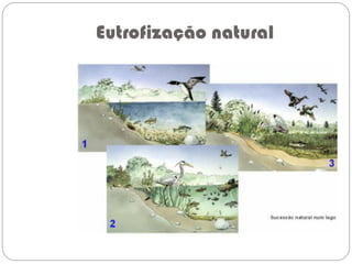 Eutrofização natural
 