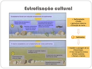 Eutrofização cultural
Ecossistema fluvial com reduzido arrastamento de sedimentos
O mesmo ecossistema com arrastamento de muitos sedimentos
Muitos sítios de descanso e
refúgio para animais
Enterramento dos
sítios de refúgio
A argila em suspensão impede a
passagem de luz
Desaparecimento de quase
todos os organismos
Arrastamento dos organismos
aderentes às rochas
A luz que penetra permite a
fotossíntese das plantas e
algas com manutenção das
cadeias alimentaresBactérias, protozoários
e larvas de insectos
aderem às rochas
 