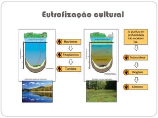 Eutrofização cultural
 
