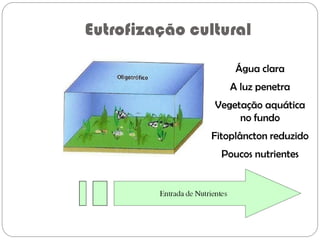 Eutrofização cultural
Água clara
A luz penetra
Vegetação aquática
no fundo
Fitoplâncton reduzido
Poucos nutrientes
 