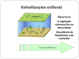 Eutrofização cultural
Água turva
A vegetação
submersa fica na
obscuridade
Abundância de
fitoplâncton e de
nutrientes
 