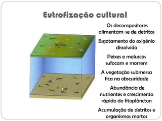 Eutrofização cultural
Os decompositores
alimentam-se de detritos
Esgotamento do oxigénio
dissolvido
Peixes e moluscos
sufocam e morrem
A vegetação submersa
fica na obscuridade
Abundância de
nutrientes e crescimento
rápido do fitoplâncton
Acumulação de detritos e
organismos mortos
 