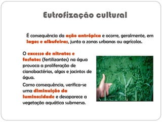 Eutrofização cultural
O excesso de nitratos e
fosfatos (fertilizantes) na água
provoca a proliferação de
cianobactérias, algas e jacintos de
água.
Como consequência, verifica-se
uma diminuição da
luminosidade e desaparece a
vegetação aquática submersa.
É consequência da ação antrópica e ocorre, geralmente, em
lagos e albufeiras, junto a zonas urbanas ou agrícolas.
 