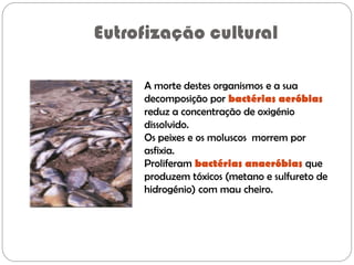 Eutrofização cultural
A morte destes organismos e a sua
decomposição por bactérias aeróbias
reduz a concentração de oxigénio
dissolvido.
Os peixes e os moluscos morrem por
asfixia.
Proliferam bactérias anaeróbias que
produzem tóxicos (metano e sulfureto de
hidrogénio) com mau cheiro.
 