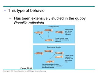 This type of behavior Has been extensively studied in the guppy  Poecilia reticulata Figure 51.36 Male guppies with varying  degrees of coloration Control Sample Female guppies prefer males with more orange coloration. Experimental Sample Female model engaged in courtship with less orange male Female guppies prefer less orange males that are associated with another female. 
