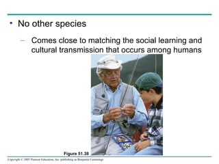 No other species Comes close to matching the social learning and cultural transmission that occurs among humans Figure 51.38 