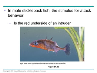 In male stickleback fish, the stimulus for attack behavior Is the red underside of an intruder Figure 51.3a (a)  A male three-spined stickleback fish shows its red underside. 