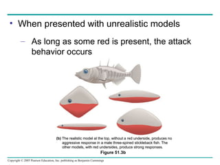 When presented with unrealistic models As long as some red is present, the attack behavior occurs Figure 51.3b (b)  The realistic model at the top, without a red underside, produces no aggressive response in a male three-spined stickleback fish. The other models, with red undersides, produce strong responses. 