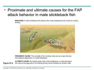 Proximate and ultimate causes for the FAP attack behavior in male stickleback fish Figure 51.4 ULTIMATE CAUSE:  By chasing away other male sticklebacks, a male decreases the chance that eggs laid in his nesting territory will be fertilized by another male. BEHAVIOR:  A male stickleback fish attacks other male sticklebacks that invade its nesting territory. PROXIMATE CAUSE:  The red belly of the intruding male acts as a sign stimulus that releases aggression in a male stickleback. 