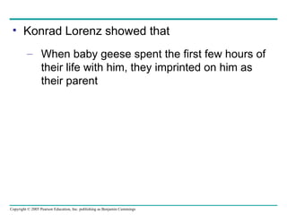 Konrad Lorenz showed that When baby geese spent the first few hours of their life with him, they imprinted on him as their parent 
