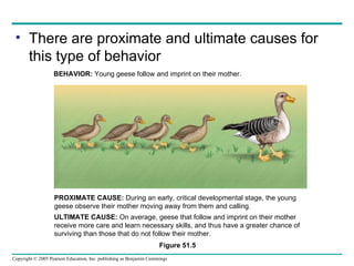 There are proximate and ultimate causes for this type of behavior Figure 51.5 BEHAVIOR:  Young geese follow and imprint on their mother. PROXIMATE CAUSE:  During an early, critical developmental stage, the young geese observe their mother moving away from them and calling. ULTIMATE CAUSE:  On average, geese that follow and imprint on their mother receive more care and learn necessary skills, and thus have a greater chance of surviving than those that do not follow their mother. 